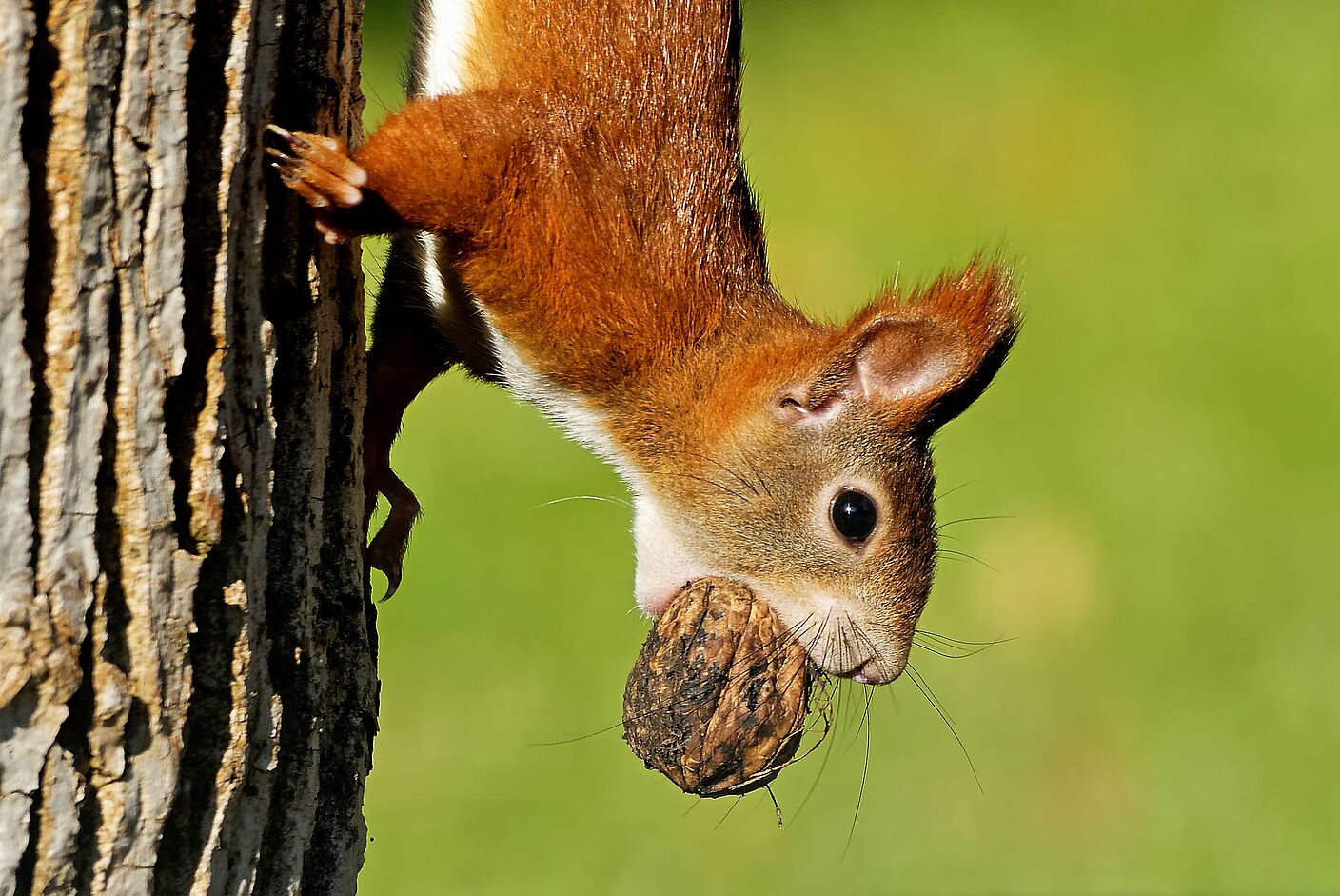 Ein Eichhörnchen am Baum mit einer Walnuss im Mund.