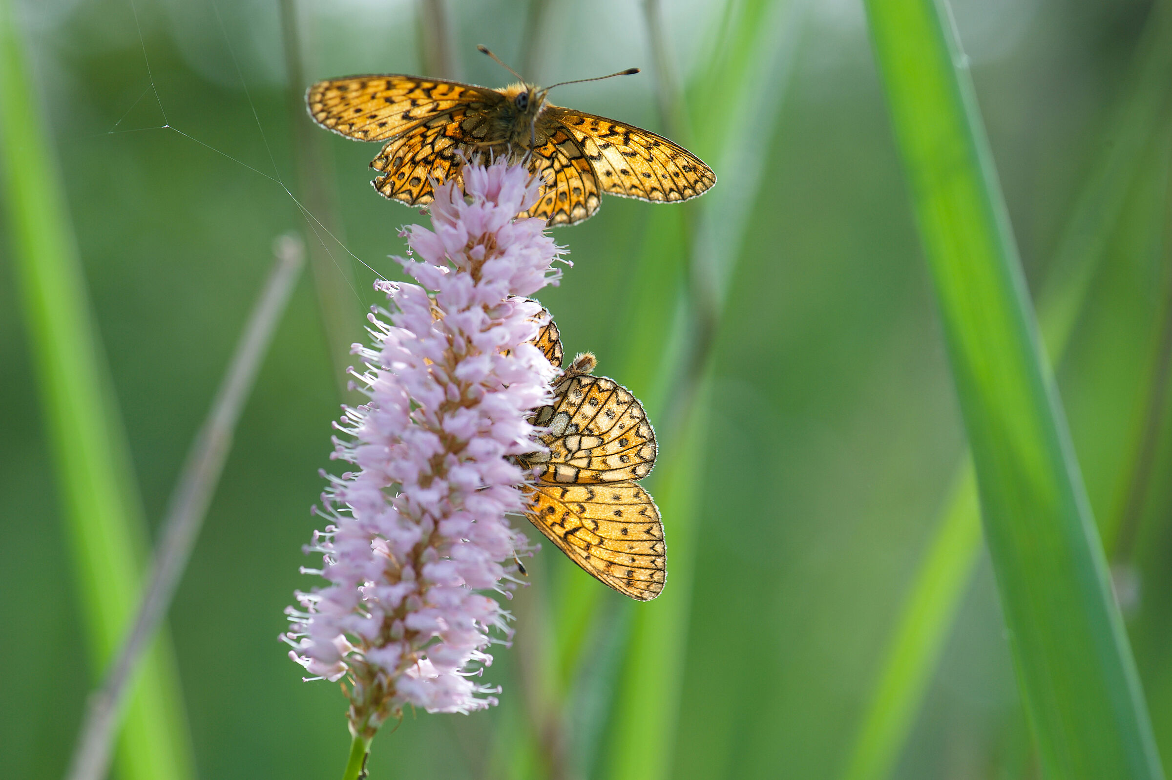Randring-Perlmuttfalter auf Schlangenknöterich (Foto U. und A. Buhani)